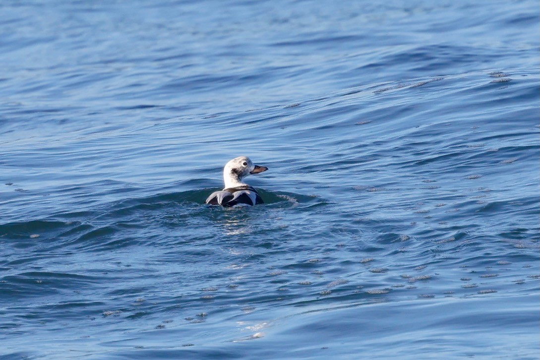 Long-tailed Duck - ML646578904