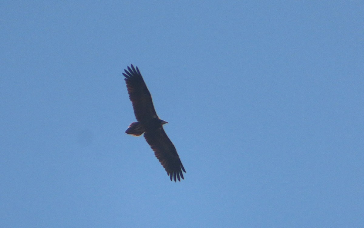 Egyptian Vulture - ML646578907