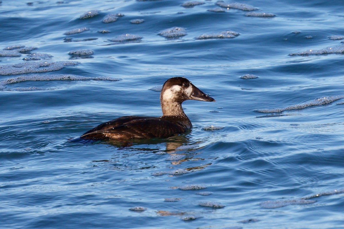 Surf Scoter - ML646578908