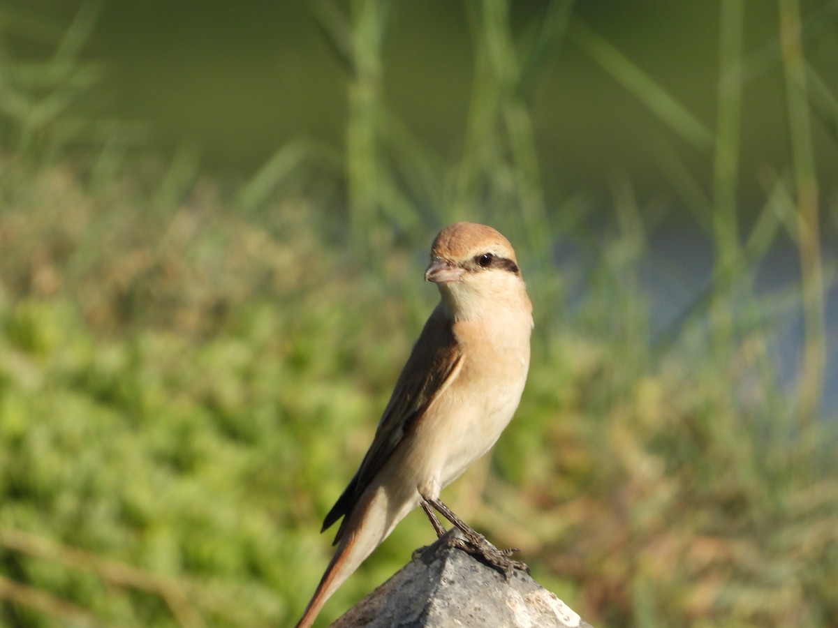 Isabellwürger - ML646578909