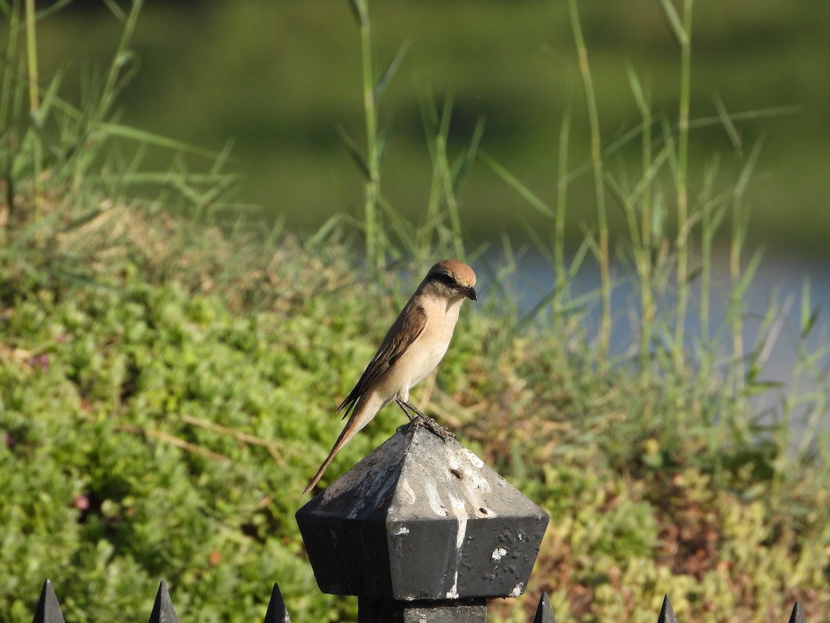 Isabellwürger - ML646578910