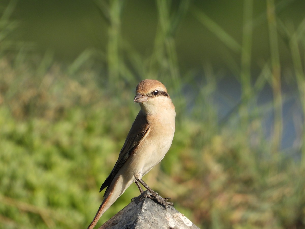 Isabellwürger - ML646578911