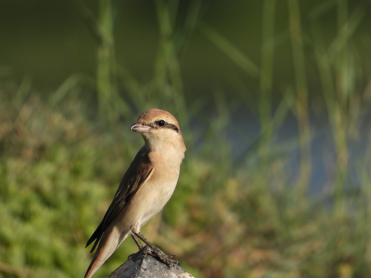 Isabellwürger - ML646578912