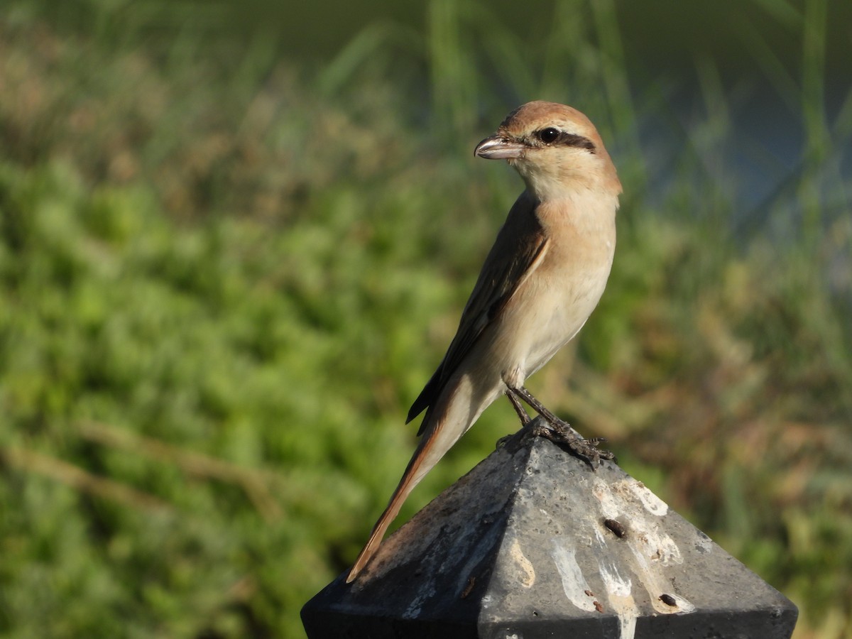 Isabellwürger - ML646578913