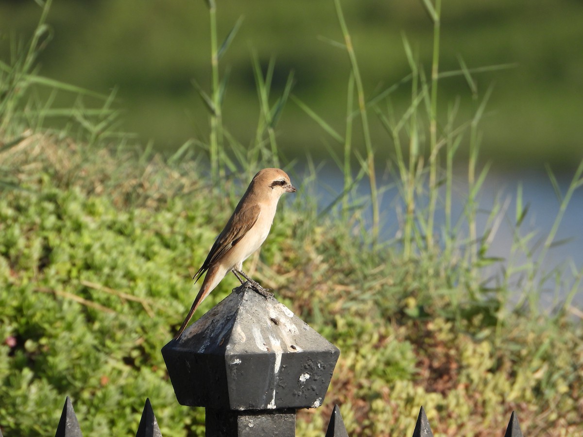 Isabellwürger - ML646578914