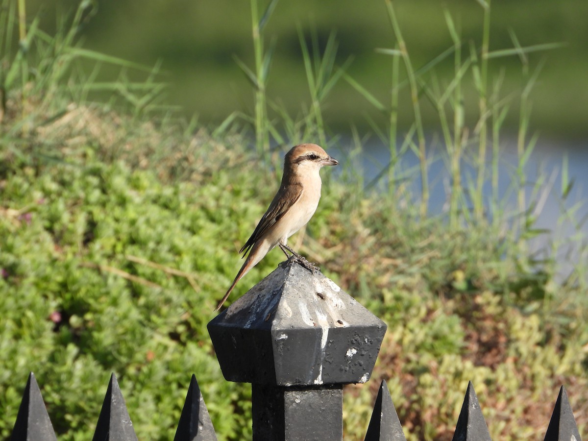 Isabellwürger - ML646578915