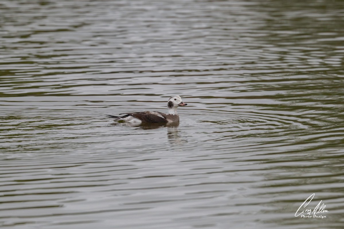 長尾鴨 - ML646578916