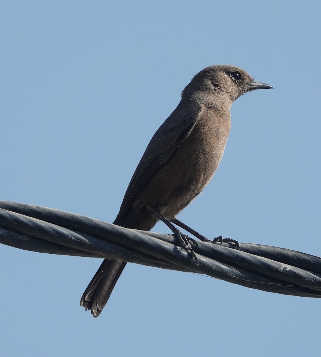 Brown Rock Chat - ML646578917