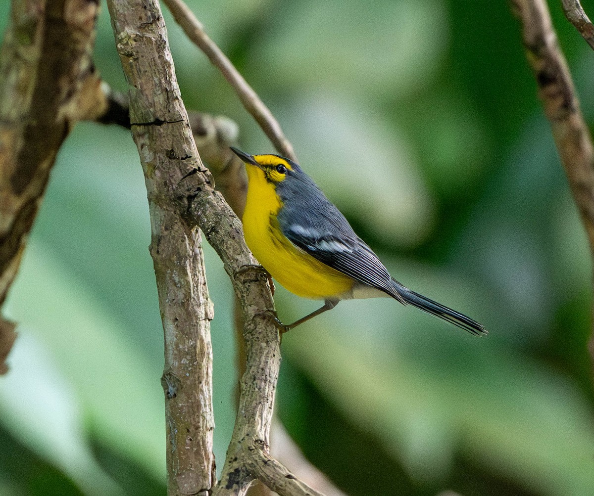 Санталюсийская древесница - ML646578918