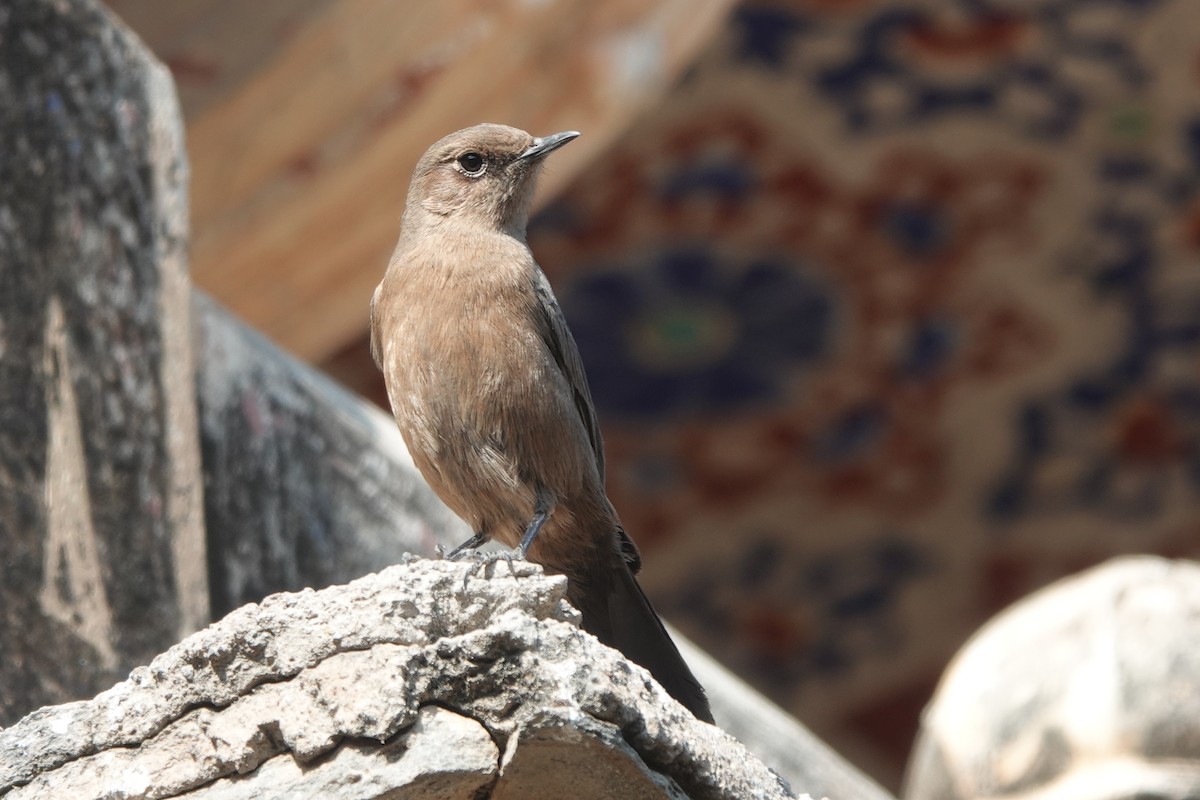 Brown Rock Chat - ML646578919