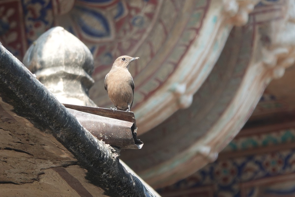 Brown Rock Chat - ML646578920