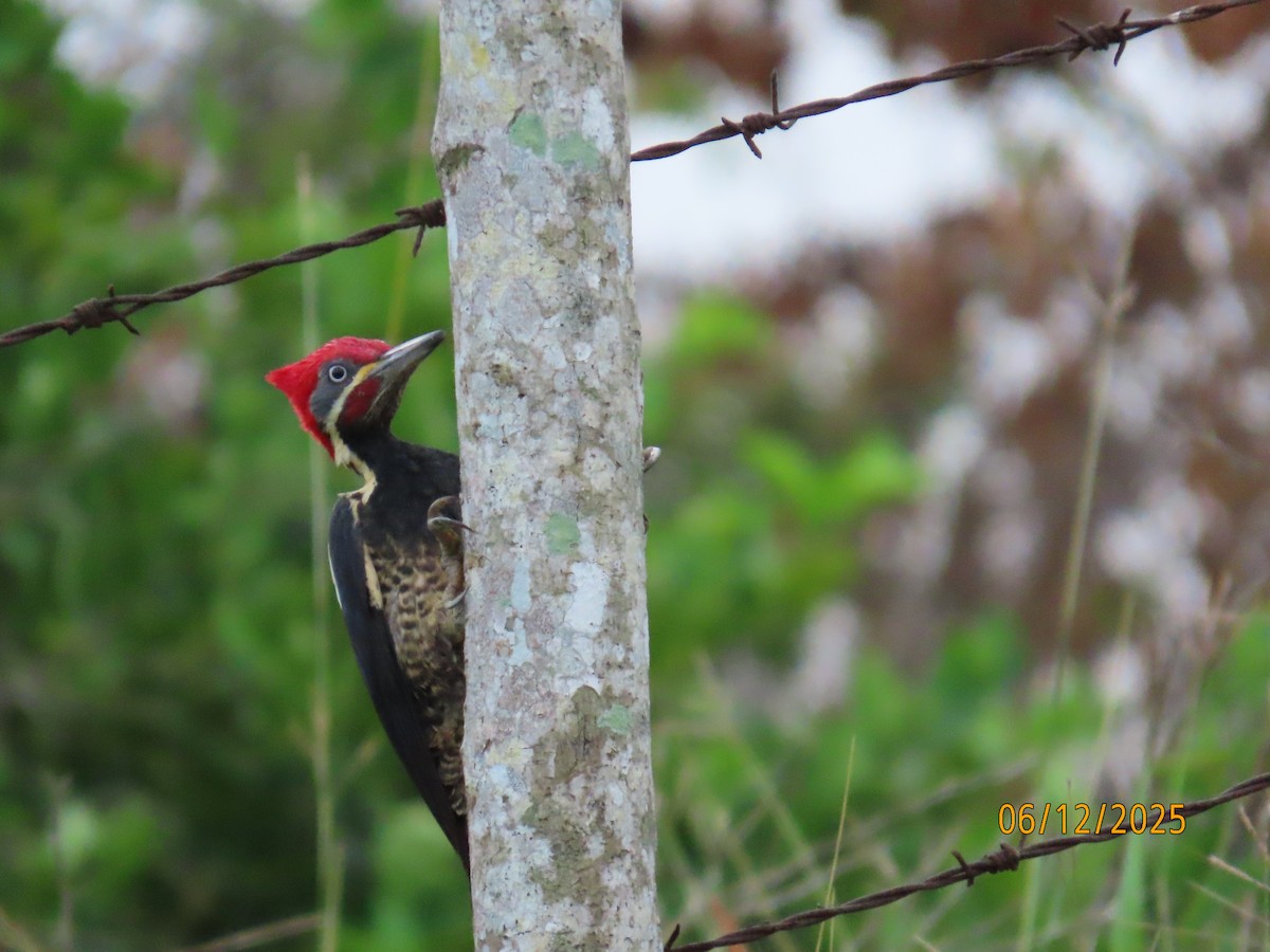 Lineated Woodpecker - ML646578921