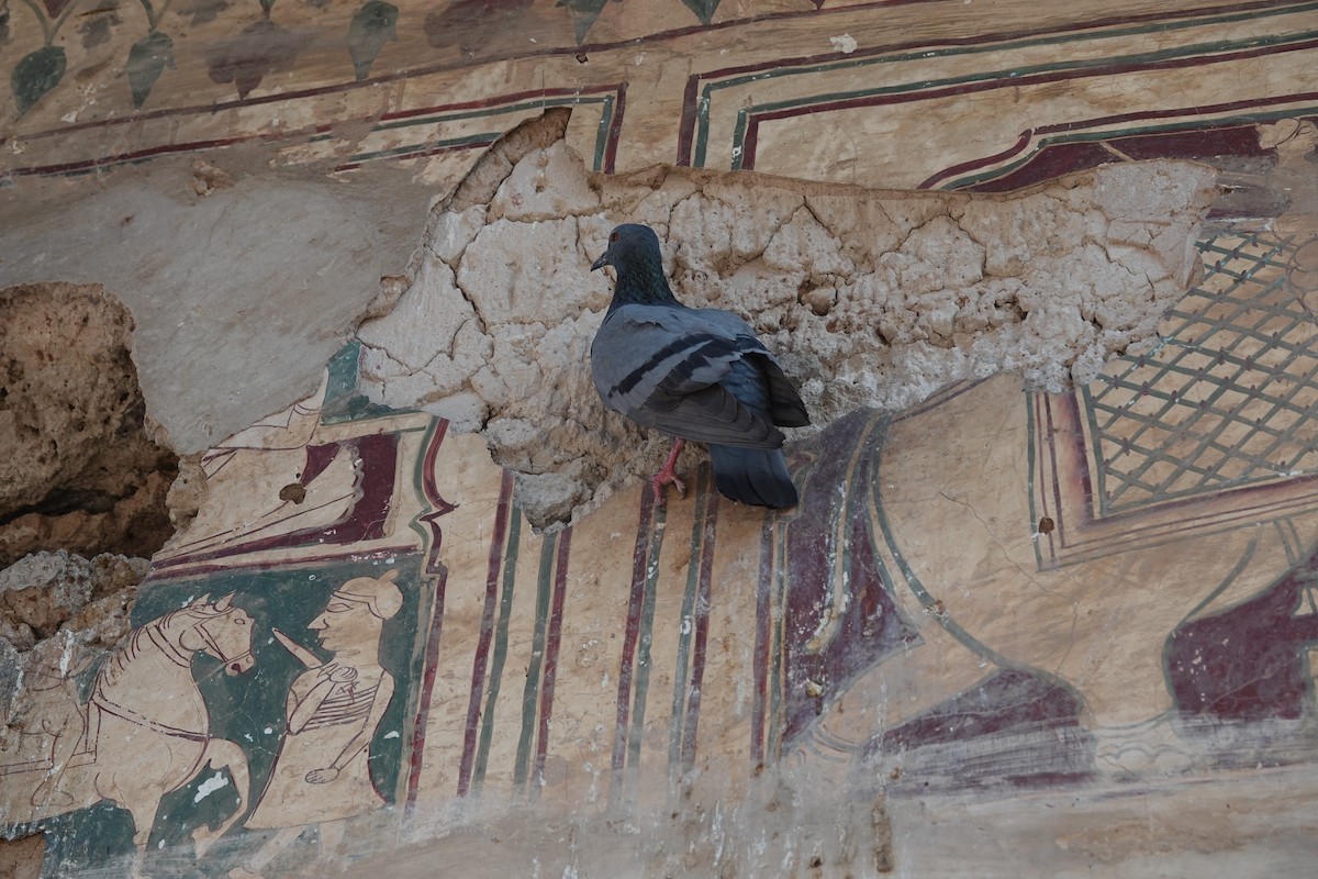 Rock Pigeon (Feral Pigeon) - ML646578924