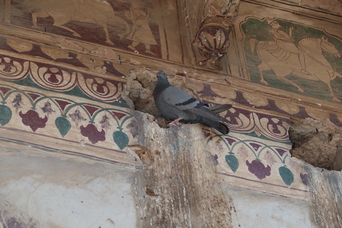 Rock Pigeon (Feral Pigeon) - ML646578925
