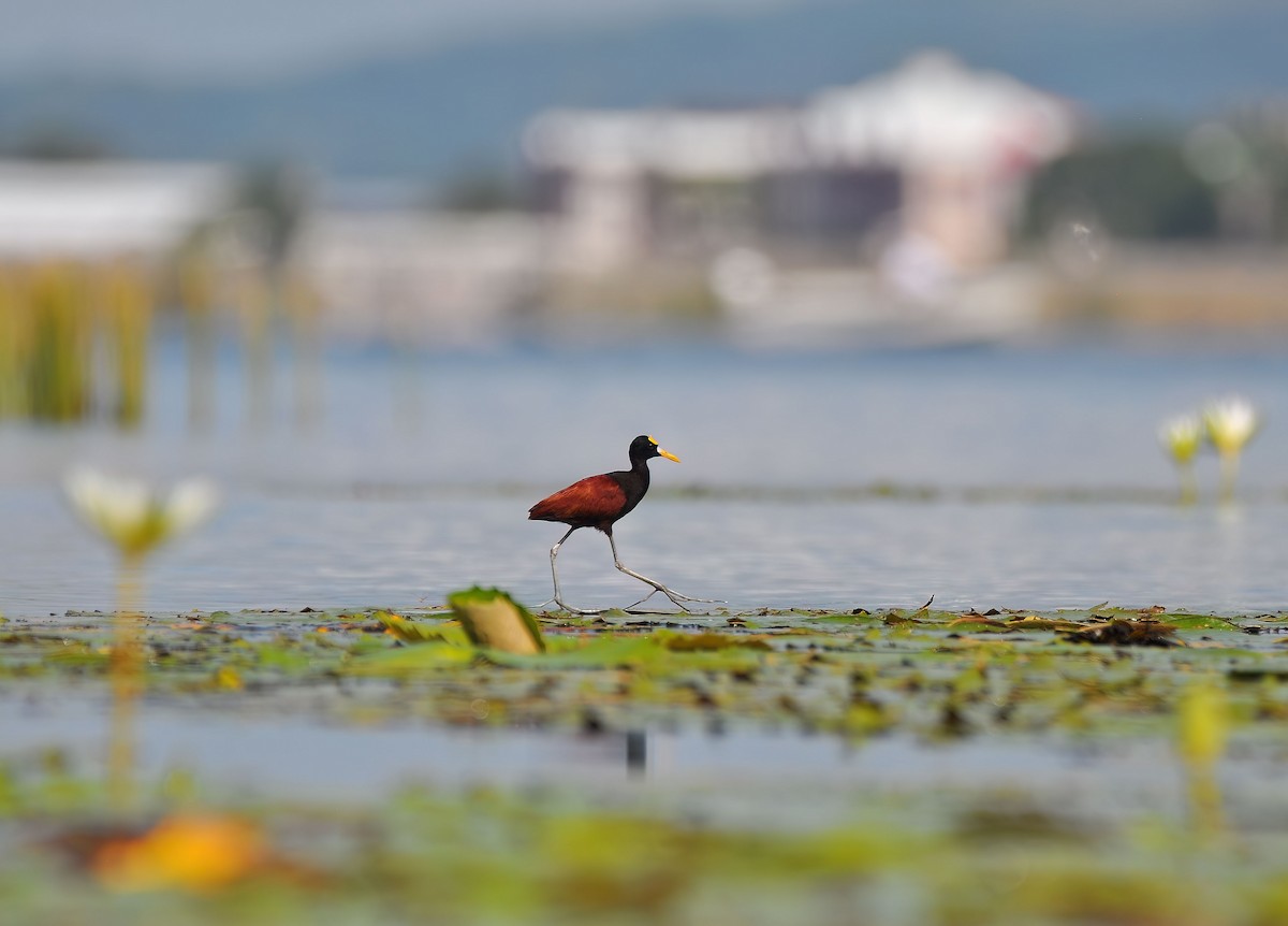 Northern Jacana - ML646578927