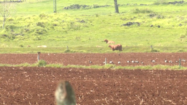 Ganso Urraca - ML646578928