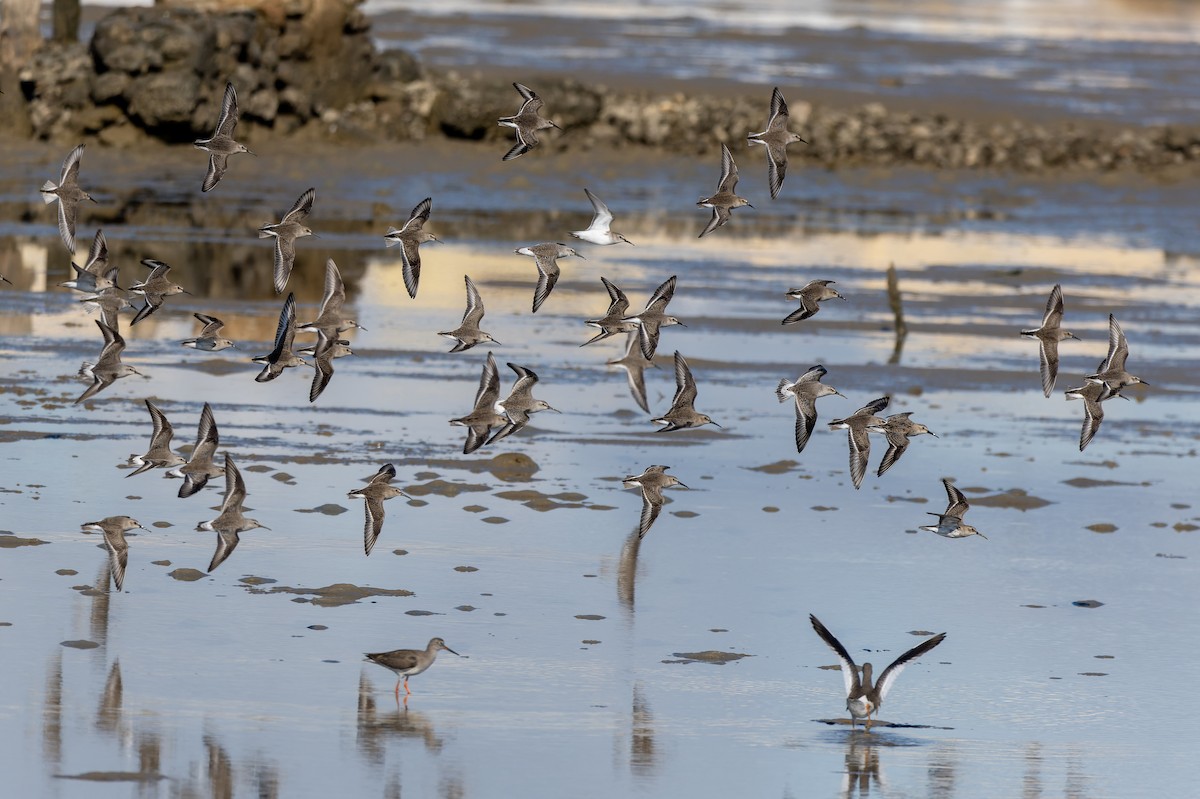 jespák křivozobý - ML646578929