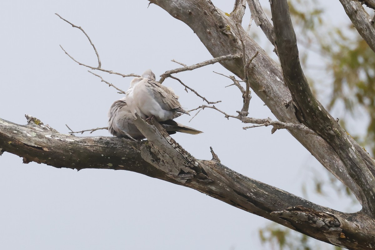 Usapal turkiarra - ML646578935