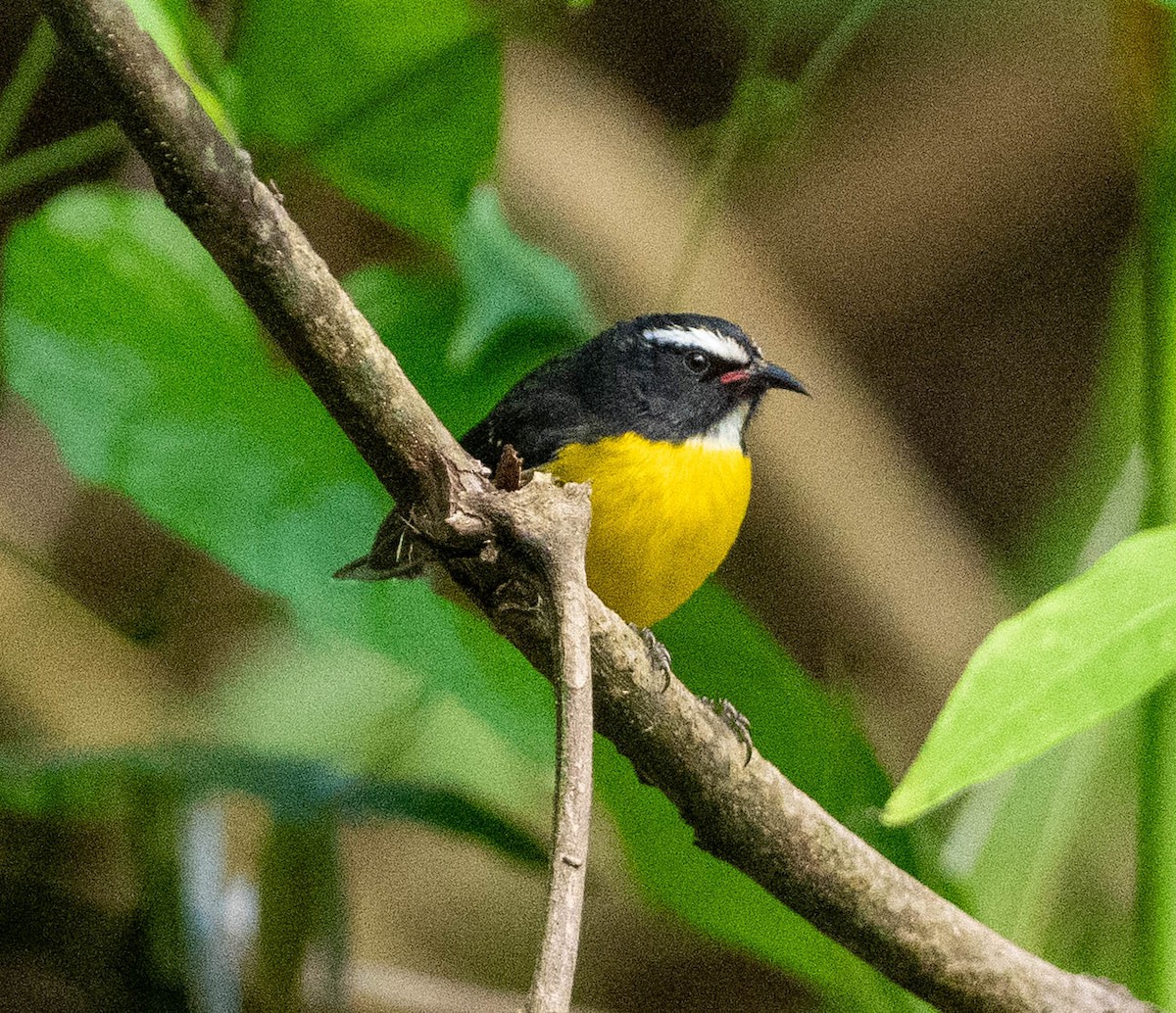 Банановая кареба, сахарная цветочница [группа bartholemica] - ML646578936