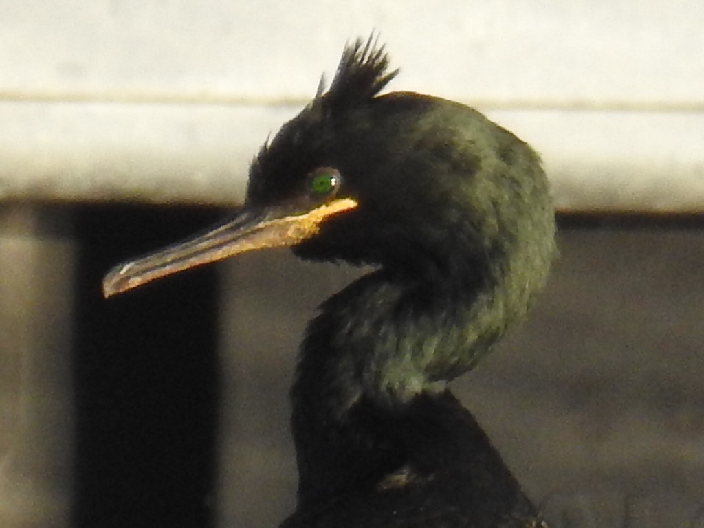 European Shag - ML646578938