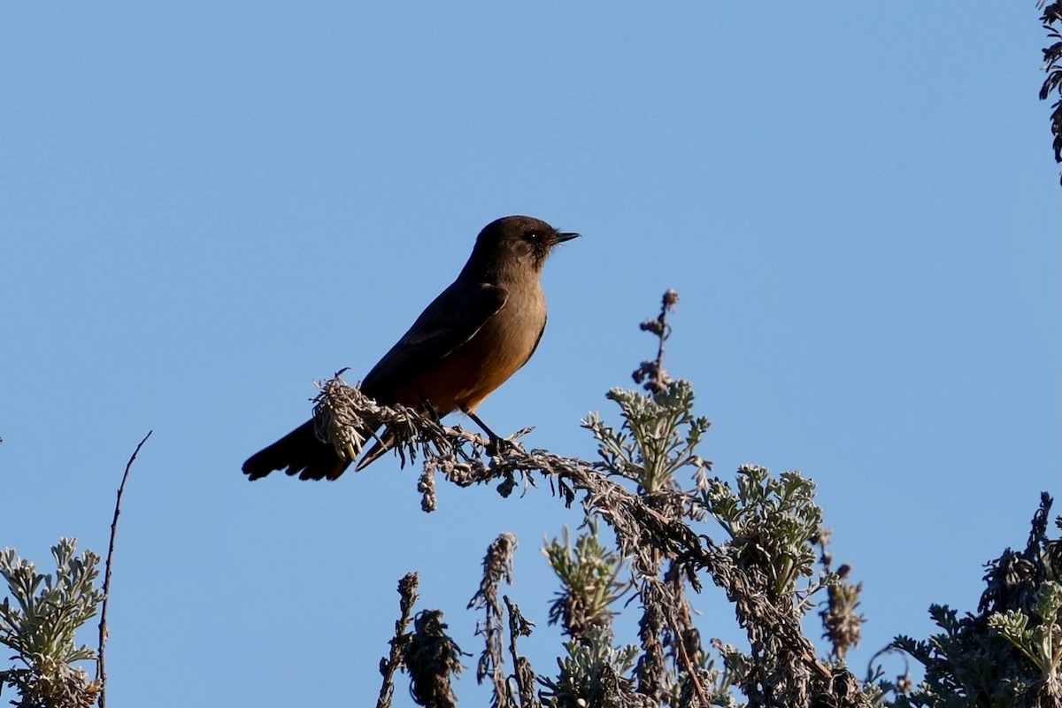 Say's Phoebe - ML646578939