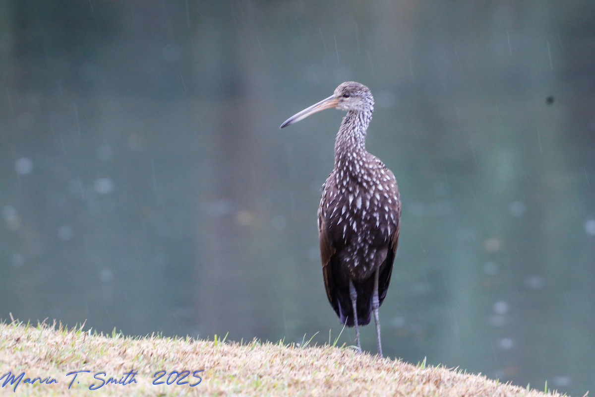 Limpkin - ML646578941