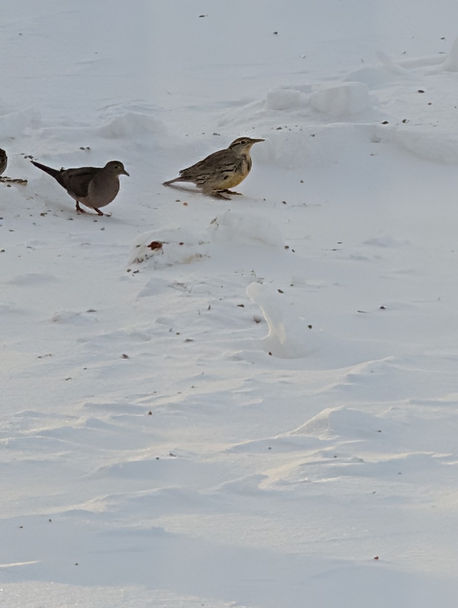 Eastern Meadowlark - ML646578944