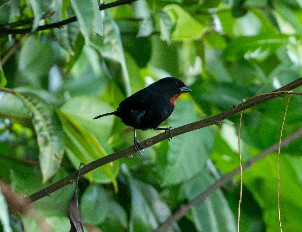 Lesser Antillean Bullfinch - ML646578945