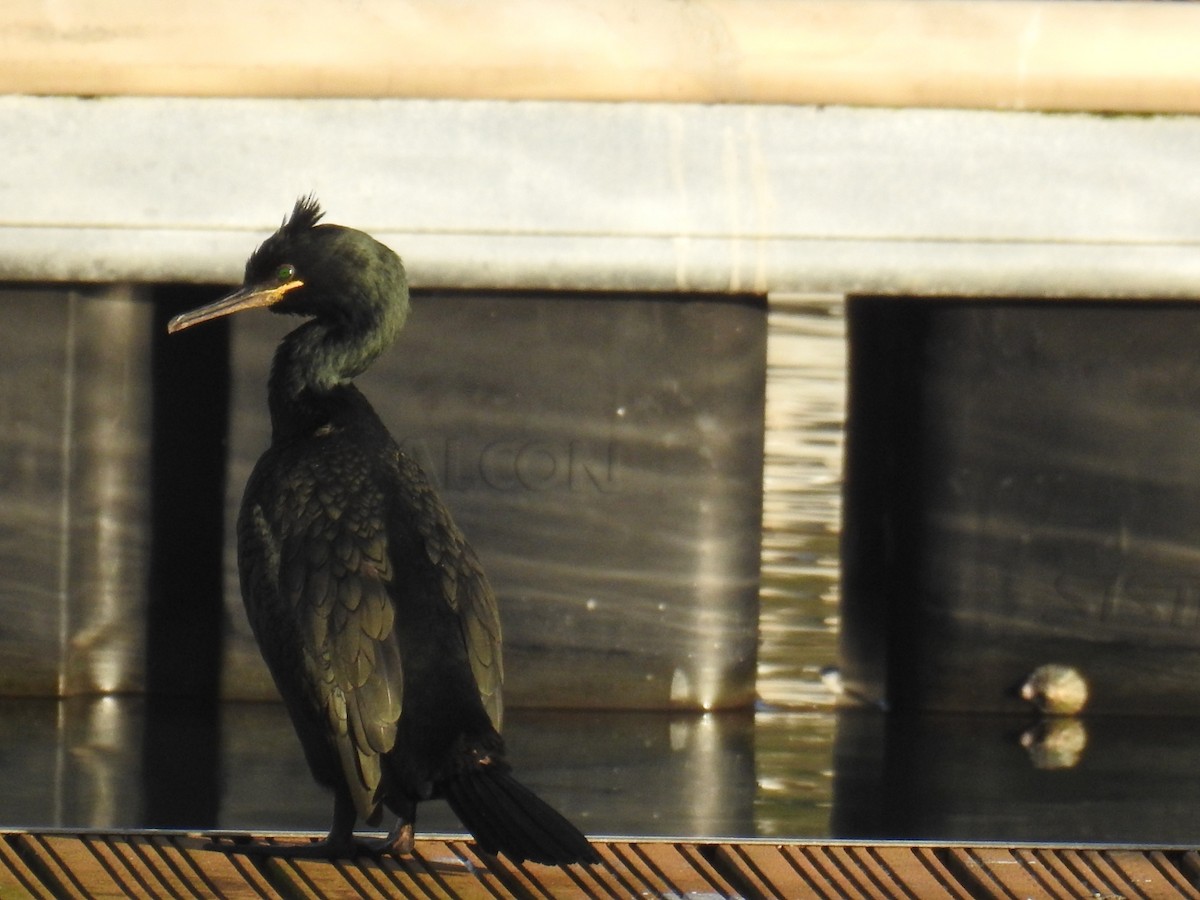 European Shag - ML646578946