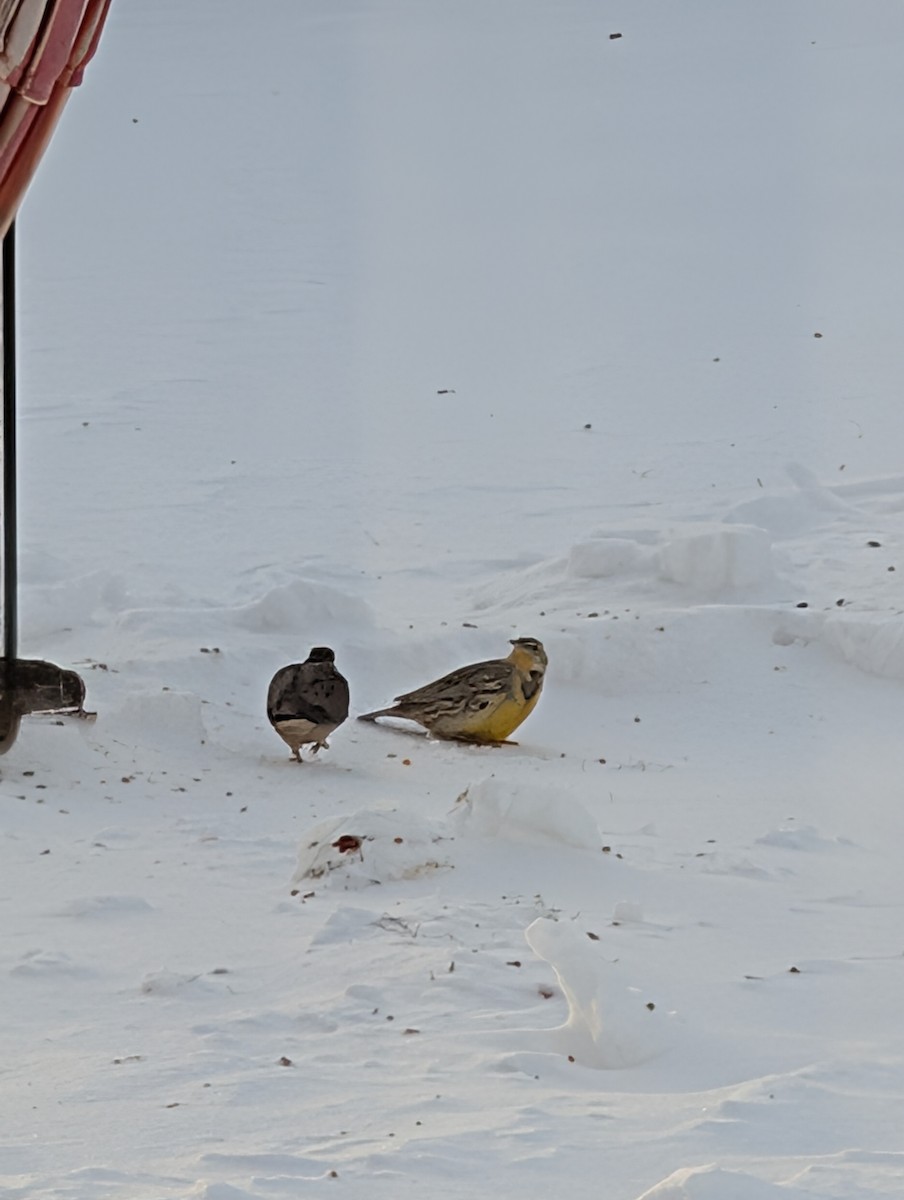 Eastern Meadowlark - ML646578948
