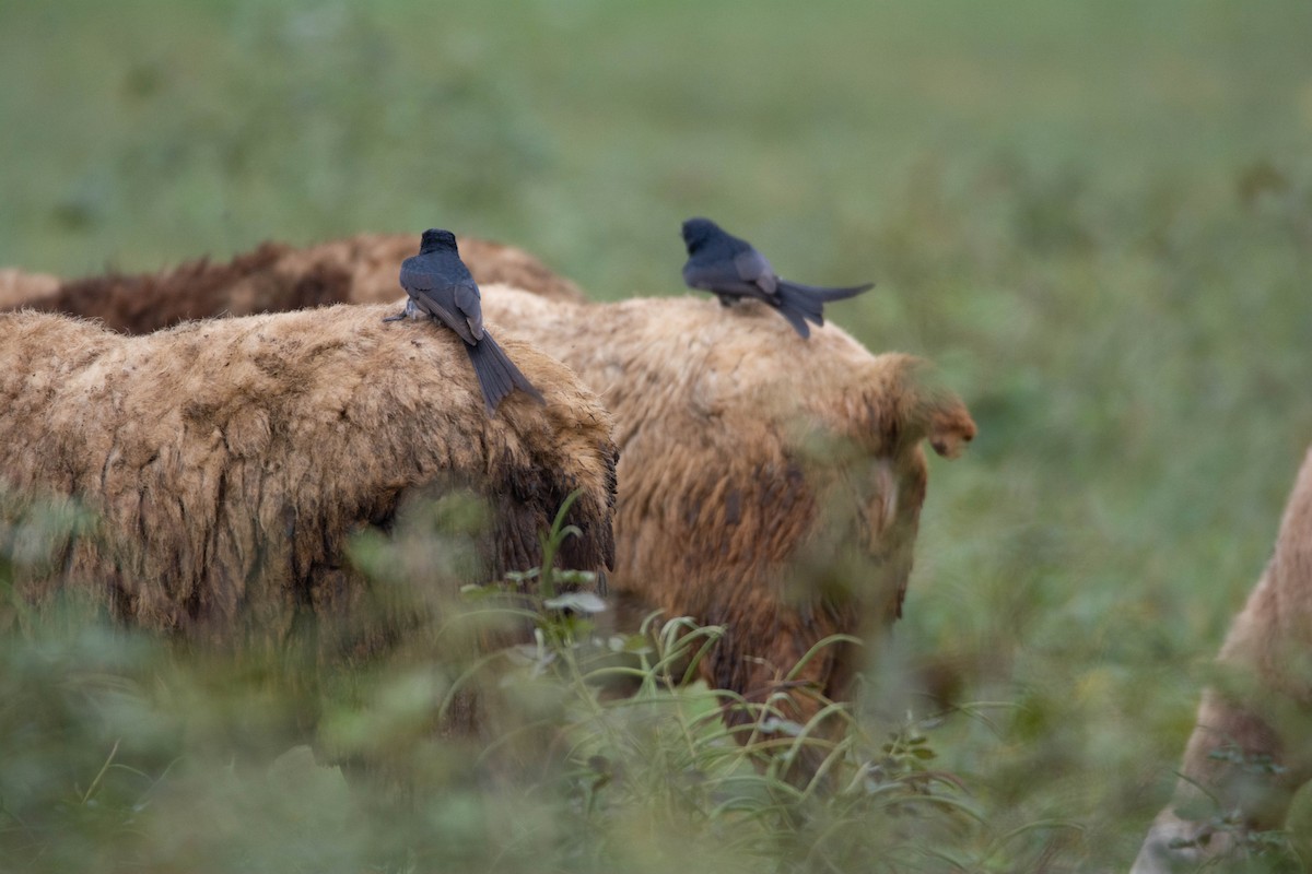 Black Drongo - ML646578949