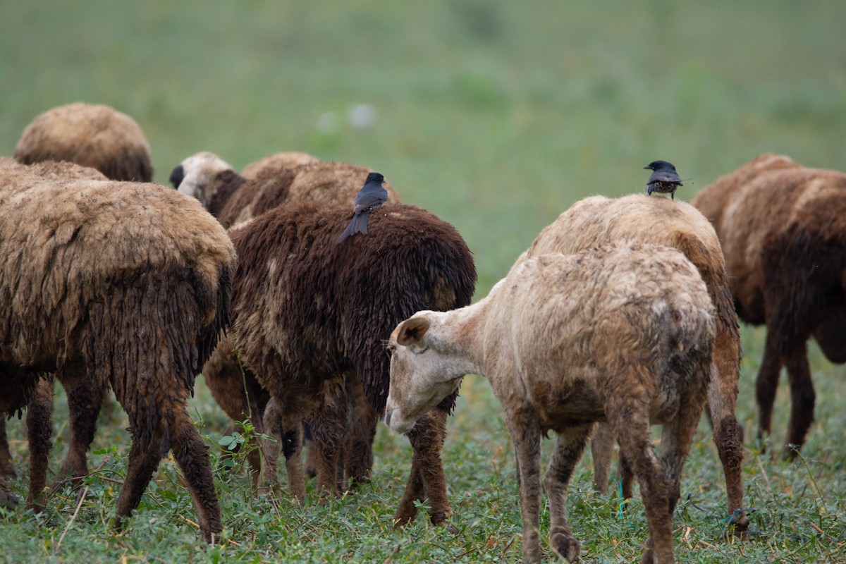 Black Drongo - ML646578950