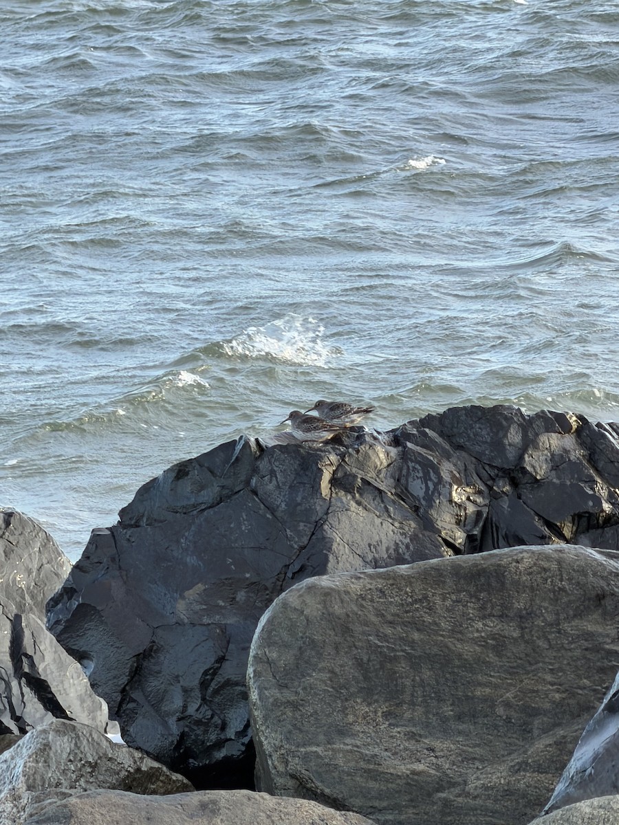 Purple Sandpiper - ML646578951