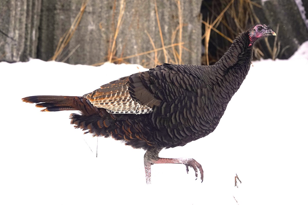 Wild Turkey - ML646578952