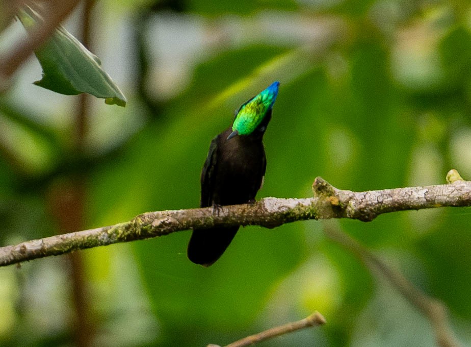 Antillean Crested Hummingbird - ML646578953