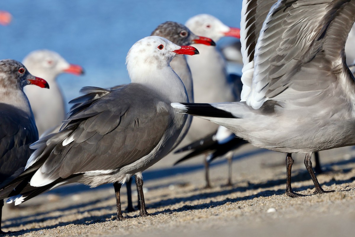 Heermann's Gull - ML646578954
