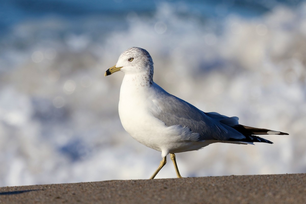 Ring-billed Gull - ML646578955