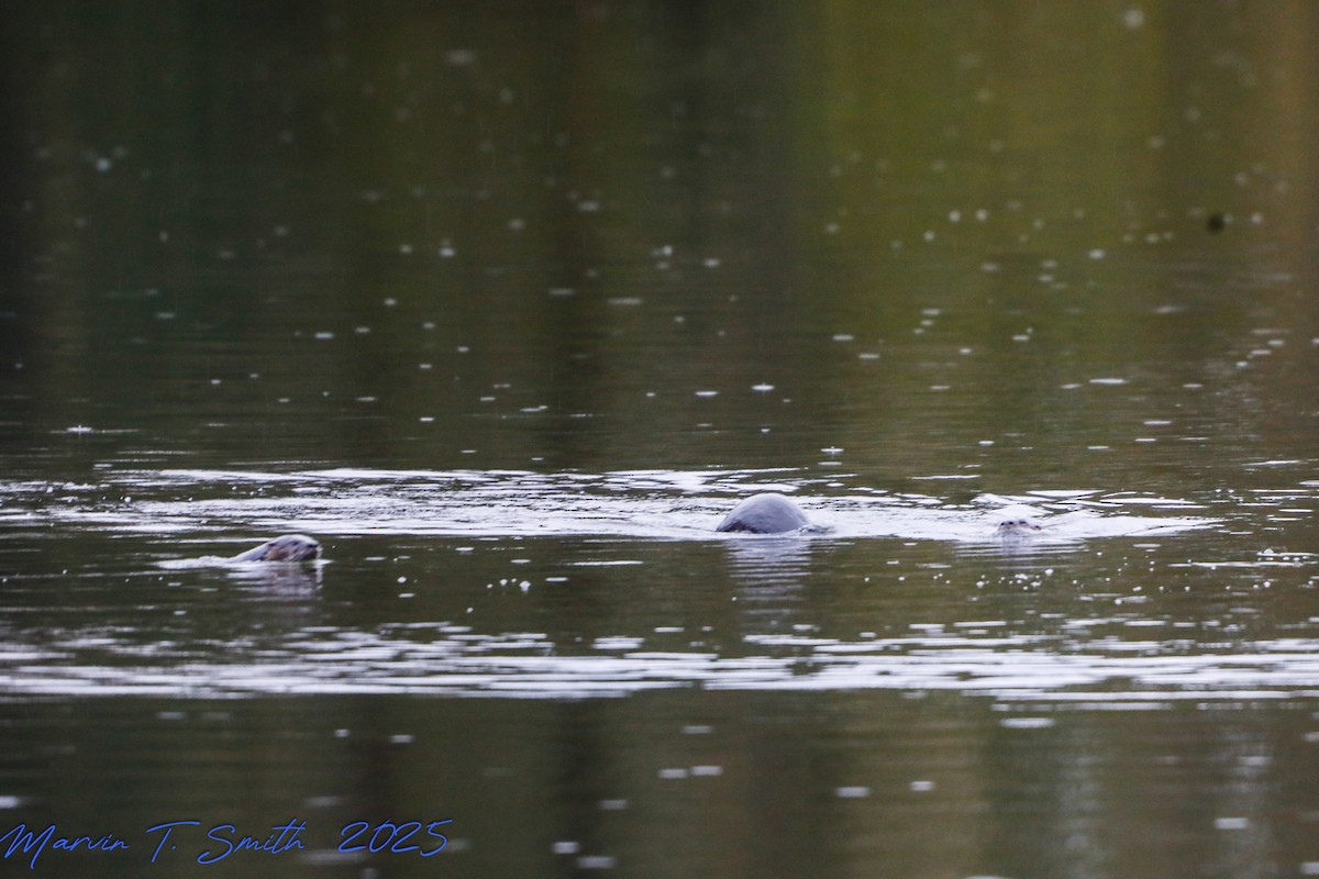 Animals - ML646578956