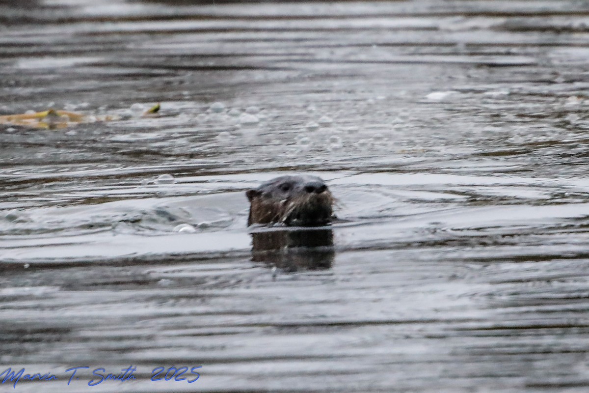 Animals - ML646578957