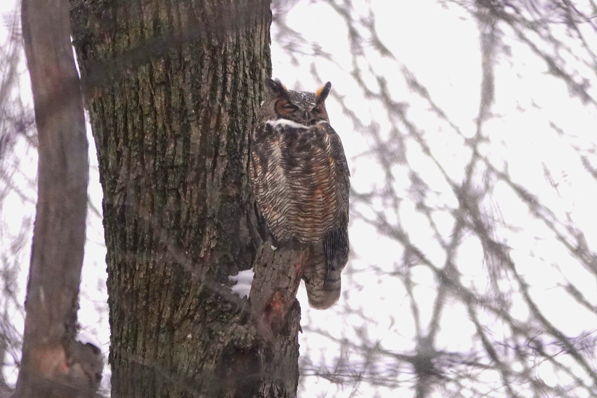 Great Horned Owl - ML646578959