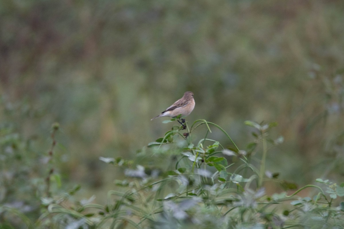 Siberian Stonechat - ML646578960