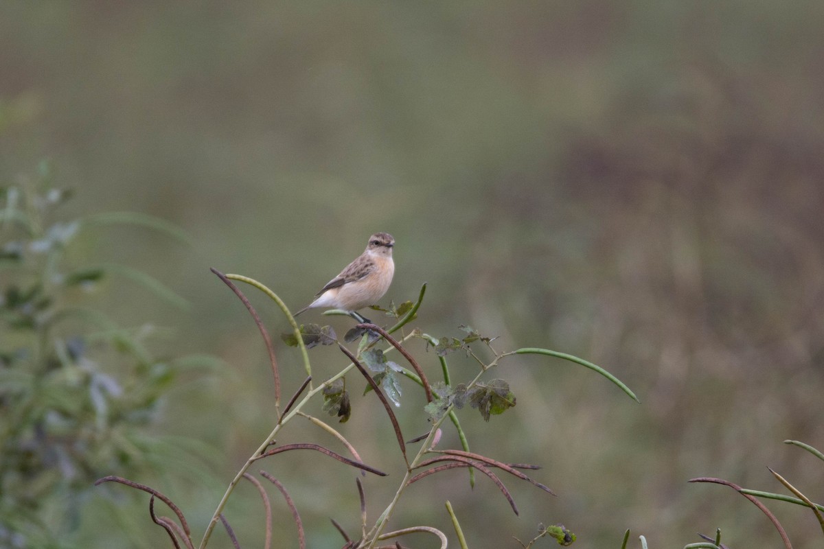 Siberian Stonechat - ML646578961