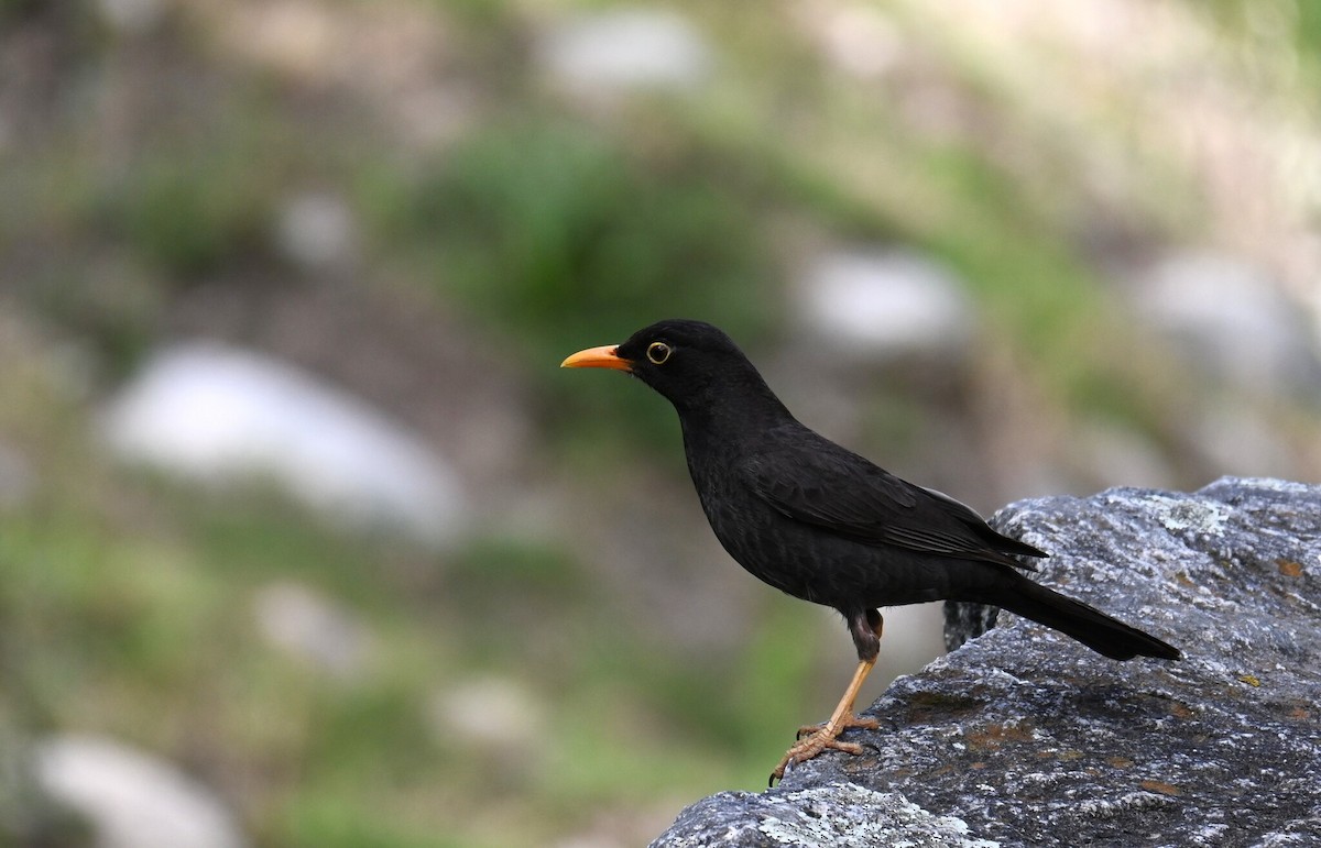 Chiguanco Thrush - ML646578963