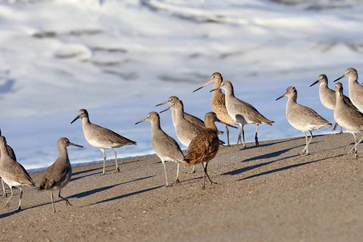 Willet - ML646578964