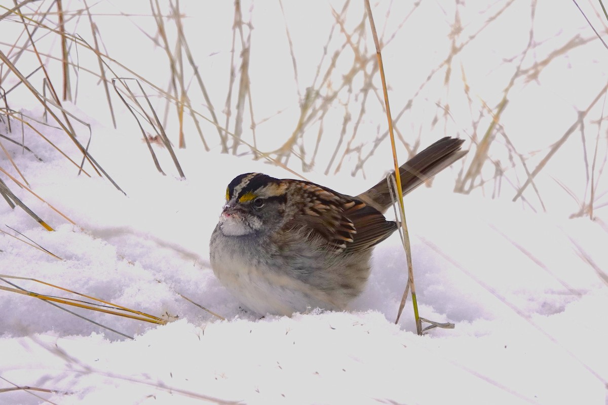 White-throated Sparrow - ML646578965