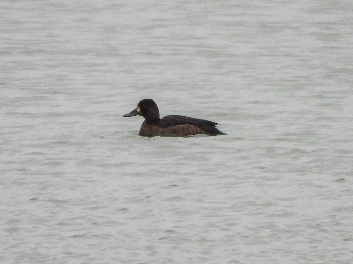 Lesser Scaup - ML646578966