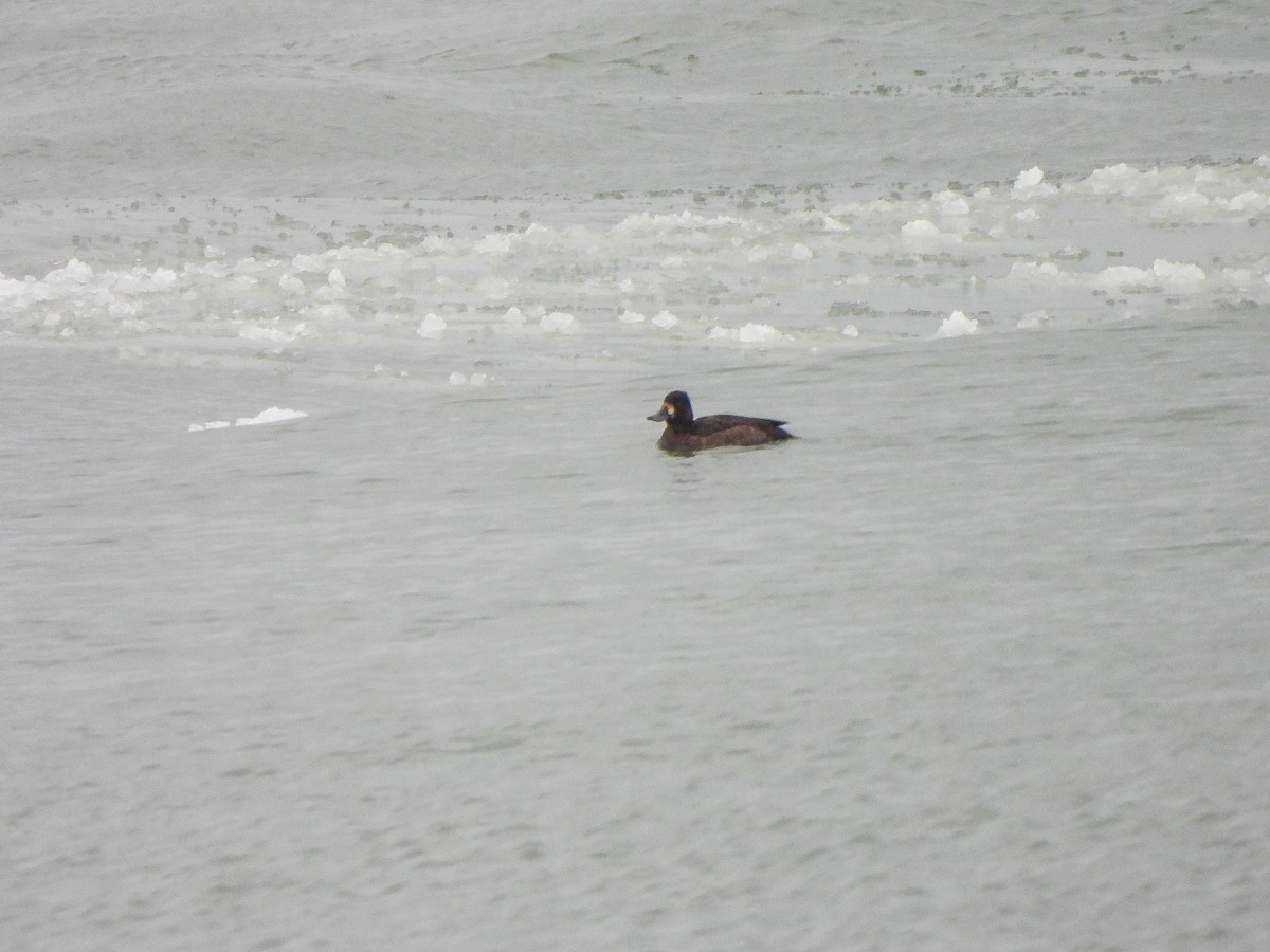 Lesser Scaup - ML646578967