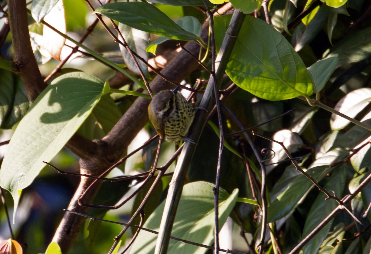 Speckled Piculet - ML646578968