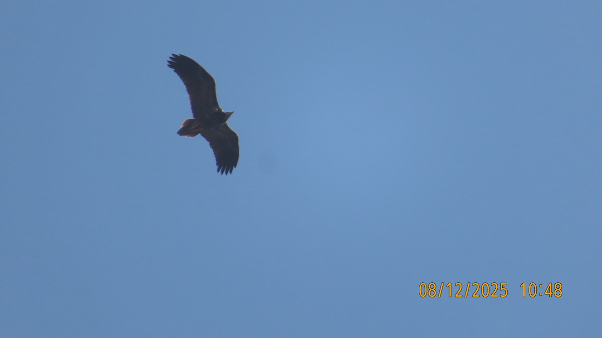 Egyptian Vulture - ML646578972