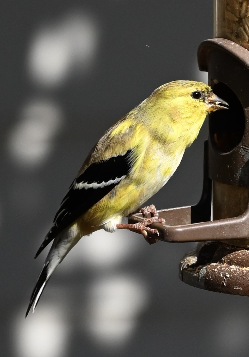 American Goldfinch - ML646578973